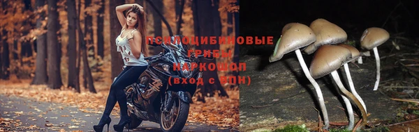 PSILOCYBIN Баксан
